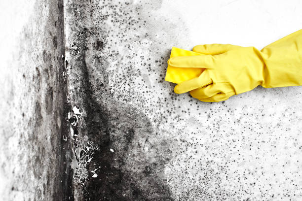 Professional Mold Removal in Morris, IL